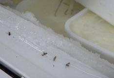 Detectan presencia de ratas y cucarachas en fábricas de helados