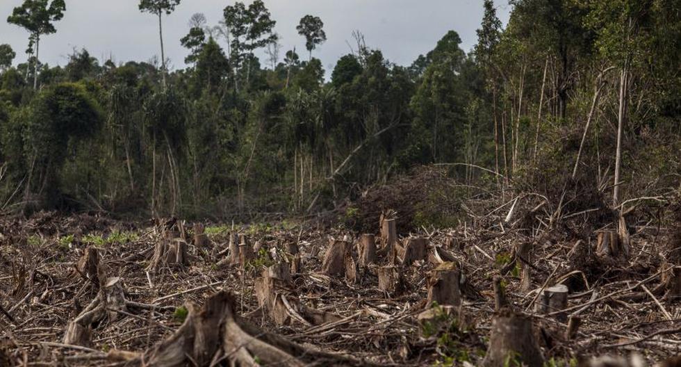 Esta escena de bosques arrasados y medio ambiente en estado crítico son comunes en la Amazonía. (Foto: Getty Images) 
