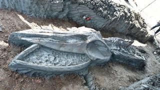 Descubren el esqueleto casi intacto de una ballena de hace al menos 3.000 años