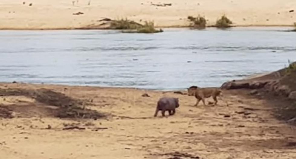 Una cría de hipopótamo valiente. (Foto: Captura)