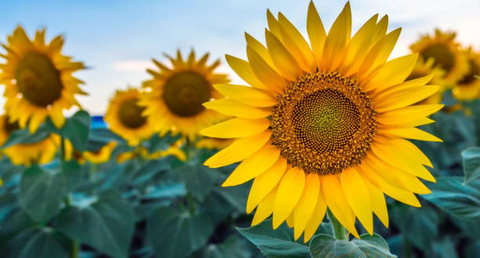 ¿Cuál es el significado de las flores amarillas?. (Foto: iStock)