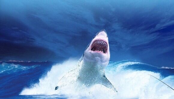 El tiburón blanco no es el depredador más temible del océano, por el contrario, tienden a escapar cuando ven orcas cercarlos. (Foto: Pixabay/ Referencial)