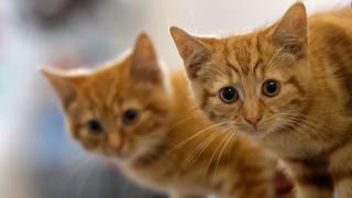 Por qué ver videos de gatos por internet es bueno para la salud