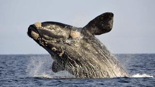 Peligra la población de ballenas en el Atlántico Sur