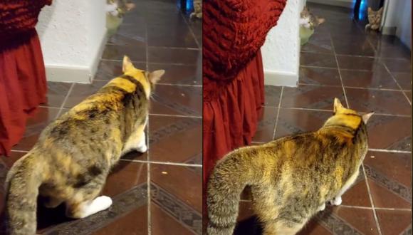 Dueña le hace broma a su gato y su reacción es muy divertida | VIDEO (Foto: TikTok/@simba.oyku).
