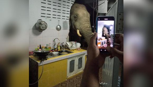 Elefante destruyó pared de una cocina en búsqueda de comida. (Foto: Ratchadawan Puengprasoppon)