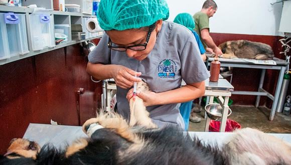 La denominada Ley Cuatro Patas busca que los gobiernos locales brinden beneficios económicos y no económicos a los servicios veterinarios privados que realicen labores de esterilización de perros y gatos a precio costo o humanitario. (Foto: Andrea Carrión)