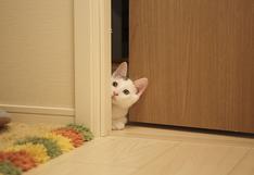 La destreza de un gato para ‘escapar’ de la habitación de una casa