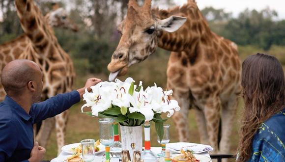 En el hotel Giraffe Manor ubicado en Nairobi, los huéspedes pueden conocer más de cerca a las jirafas. Foto: Instagram / thegiraffemanor