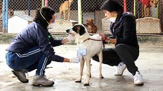 Voluntarios marcaron la diferencia para 90 perros de albergue auspiciado por WUF