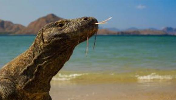 Los lagartos más grandes del mundo sólo se encuentran en un manojo de islas en el oriente de Indonesia. (Foto: BBC Mundo)