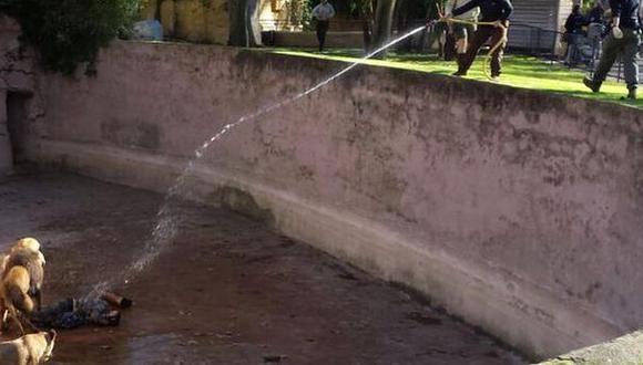 Hombre se lanza a fosa de los leones en zoológico de Barcelona