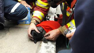Incendio en Las Malvinas: bomberos rescataron a otro gato herido de galería Nicolini