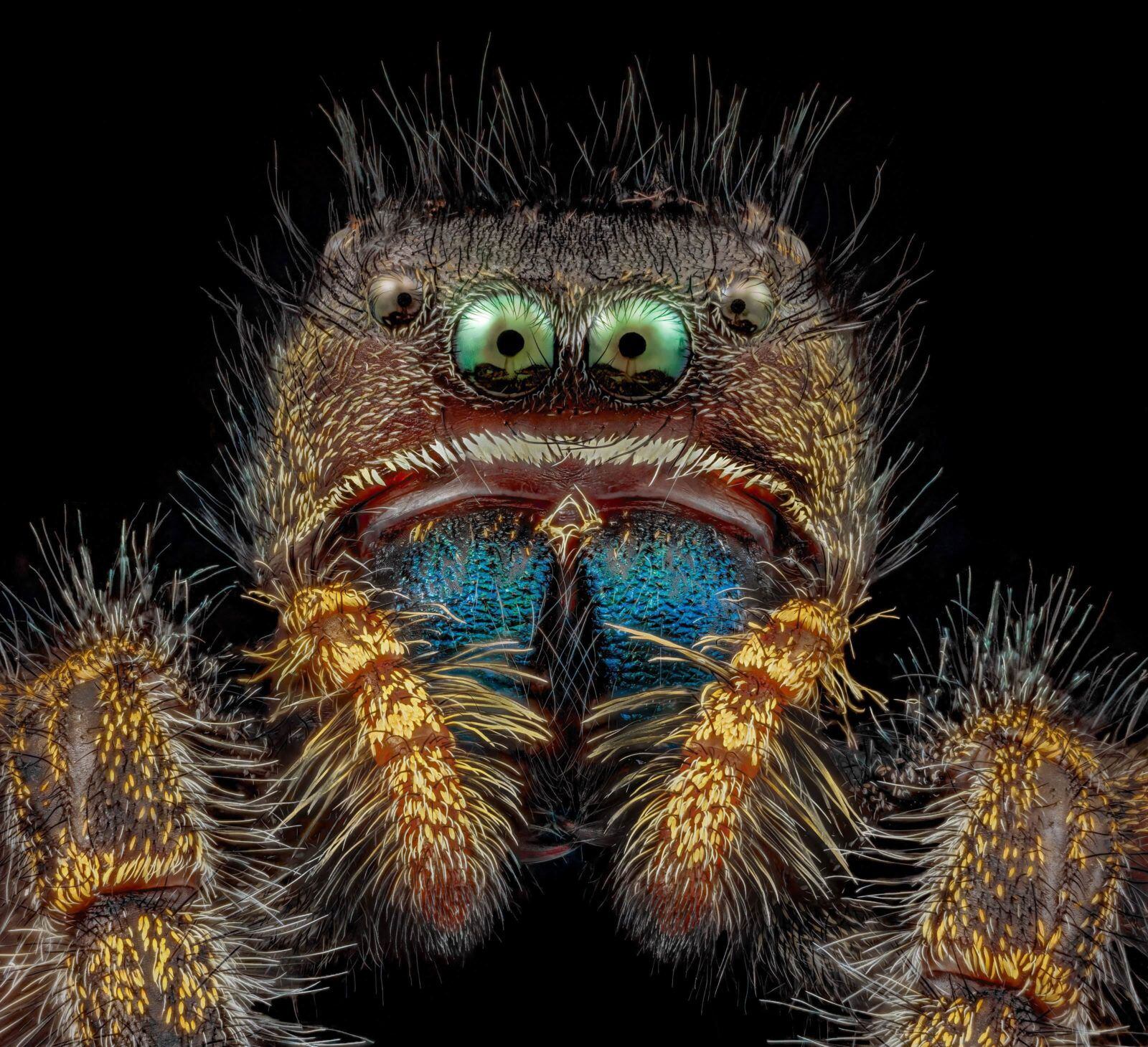 Face of a spider under microscope.  (Photo: Nikon Small World/Andrew Posselt)