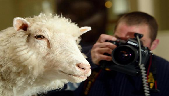 Clones como la oveja Dolly no podrán ser patentados
