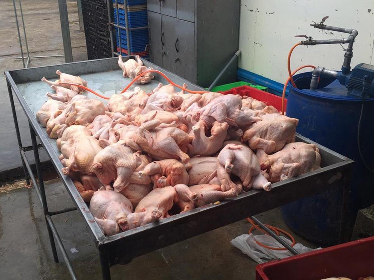 Ate: PNP interviene avícola clandestina en la que inyectaban agua a pollos  | LIMA | EL COMERCIO PERÚ