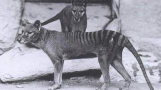 Tigre de Tasmania, el extinto marsupial que se convertía en perro