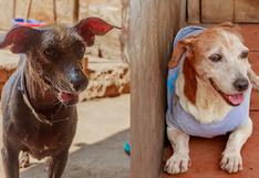Día del Perro sin Raza: 5 perros que llevan casi toda su vida en un albergue