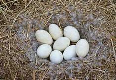 Forma de los huevos de aves depende de su capacidad de vuelo, según estudio