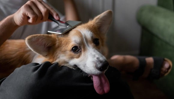 Estos trucos ayudarán a eliminar el mal olor del perro cuando bañarlo no es una opción. (Foto: Pexels)