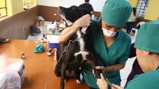 Animalistas y veterinarios impulsan la esterilización de mascotas