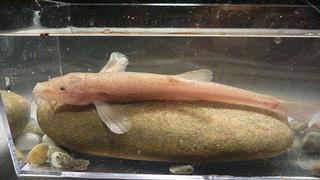 Buzo halla por primera vez peces cavernícolas en Europa