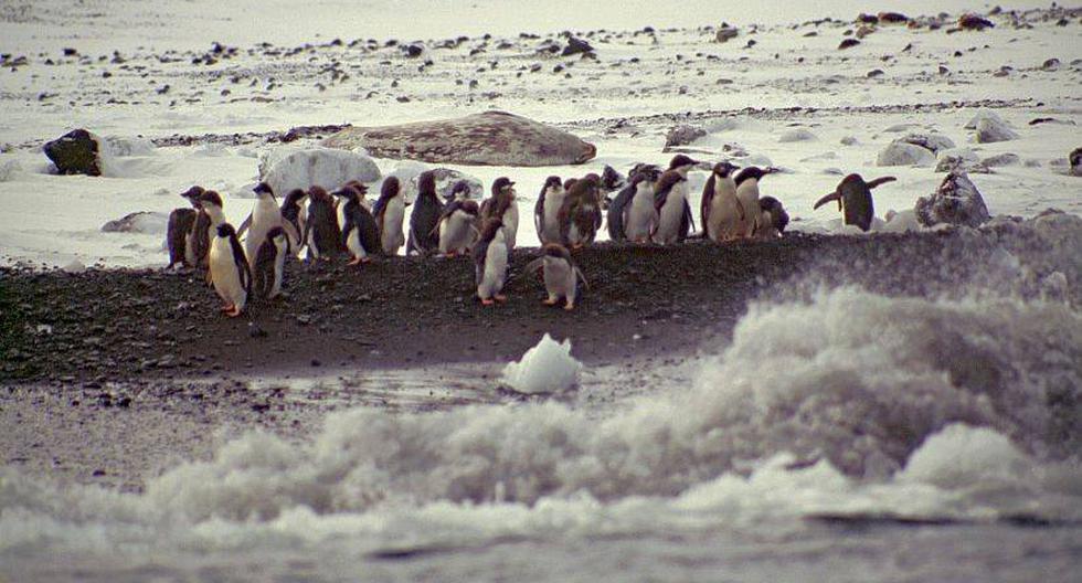 Colonia de pingüinos en Mar de Ross. (Foto: Getty Images)