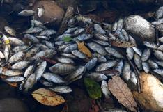 Mortandad de peces en río Lempa causa alarma en Centroamérica