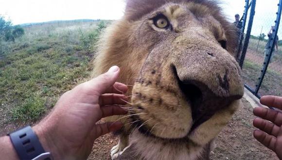 Dentista de leones, una arriesgada profesión [VIDEO] | REDES-SOCIALES | EL  COMERCIO PERÚ