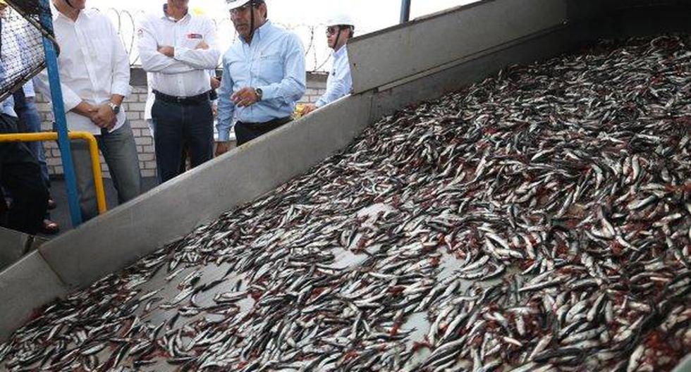 La economía estará impulsada por el sector pesca. (Foto: Andina)