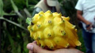 Perú importará pitahaya de Ecuador: Establecen los requisitos fitosanitarios