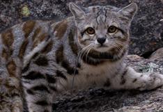 Cuidando nuestra biodiversidad: conoce al gato más amenazado en el Perú