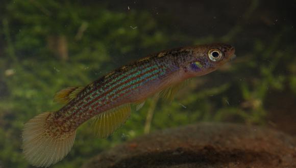 una de las 333 especies de peces que habitan en el Parque Nacional Madidi, la Anablepsoides beniensis. Foto: Rob Wallace / WCS.