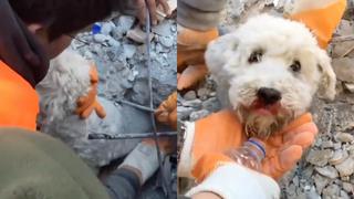 Conmovedor rescate a un perrito atrapado entre escombros en Turquía
