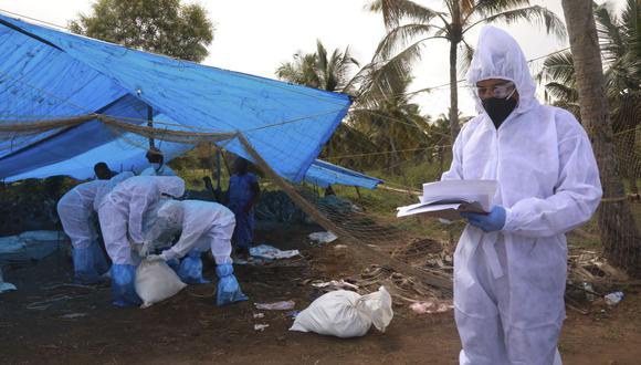 Imagen referencial. Trabajadores de salud con trajes de protección sacrifican patos después de que se detectó la cepa de gripe aviar H5N8, en Karuvatta, en el distrito de Alapuzha, a unos 90 kilómetros de Kochi, el 6 de enero de 2021. (Arunchandra BOSE / AFP).