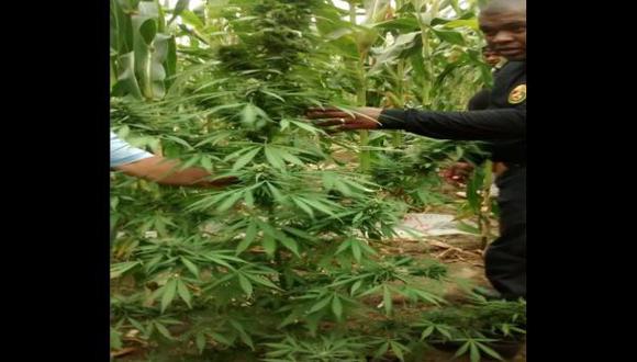 Hallan 45.000 plantones de marihuana entre cultivos de maíz
