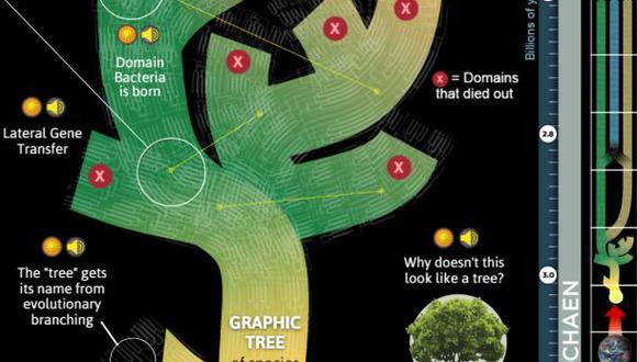 Elaboran árbol genealógico con todas las especies conocidas
