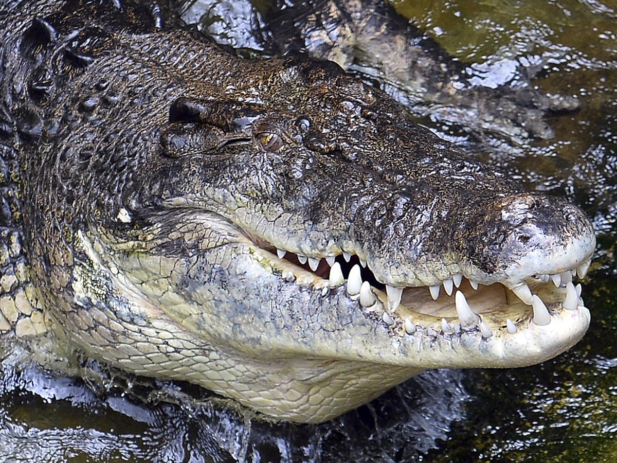 Viral | Hombre de 60 años evitó ser devorado por un cocodrilo a punta de  cuchillazos cuando navegaba por río | HISTORIAS | MAG.