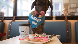 Así es la primera cafetería exclusiva para perros