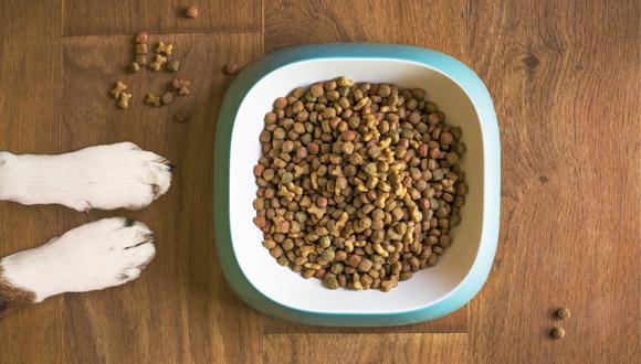 Los expertos recomiendan que tus perros no coman las croquetas de los gatos y en esta nota te explicamos el por qué. (Foto: Pixabay/Mat Coulton).