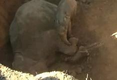 YouTube: elefante bebé se niega a dejar el cadáver de su madre