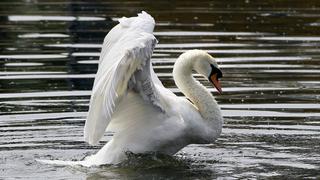 Nueva York en guerra contra los cisnes