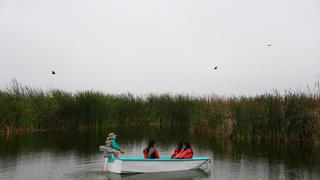 Científicos peruanos estiman que los Pantanos de Villa almacenan 80 mil toneladas de CO2