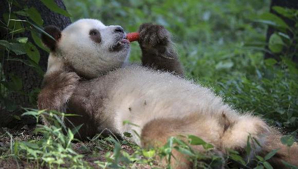 Qizai fue encontrado en el 2009 dentro de la reserva natural china de Foping. (Foto: Reuters)