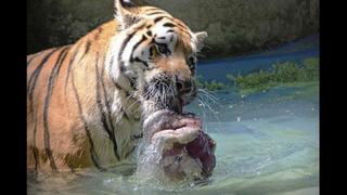 Animales de zoológico reciben comida congelada por el calor