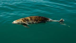 Tras decisión de autorizar la exportación de totoabas en cautiverio, expertos temen el fin de la vaquita marina