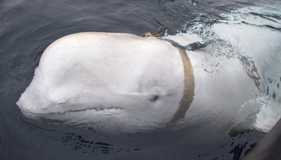 Un pescador de la zona ayudó a remover el arnés del cuerpo de la ballena.