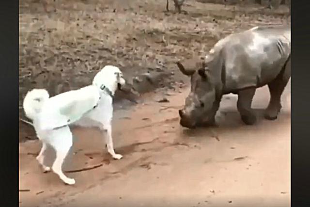 Los protagonistas son el rinoceronte Esmé y el perro David, quienes habitan en un refugio animal de Sudáfrica. (Foto: Captura)