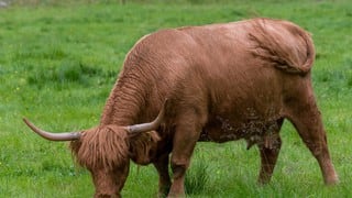 200 personas desafían al confinamiento para enterrar a un toro