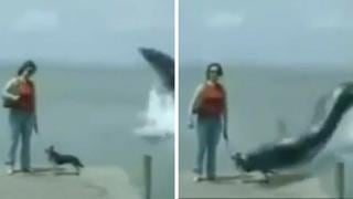 Facebook: la verdad detrás del viral de anguila devorando a un perro [VIDEO]
